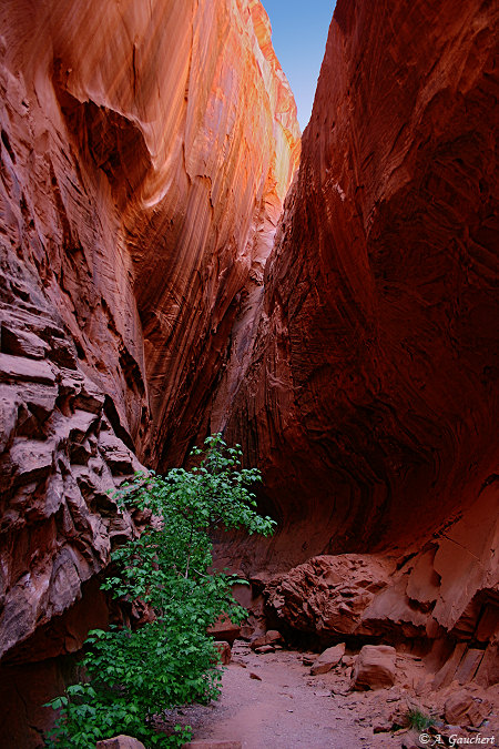 Red Canyon